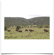 Galloping Gnus - Helen Kulczycki